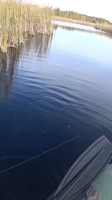 ПОКЛЁВКА НА МИЛЛИОН!!!)ЛЕСКА ТРЕЩИТ В РУКАХ))) #кружки #щ? смотреть онлайн