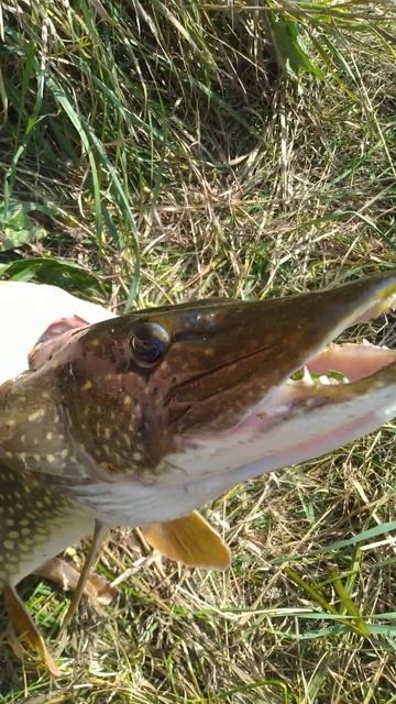 РЫБАЛКА на СПИННИНГ 🎣🐟 природа 🐟 отдых 🏡 лес 🌲 ре? смотреть онлайн