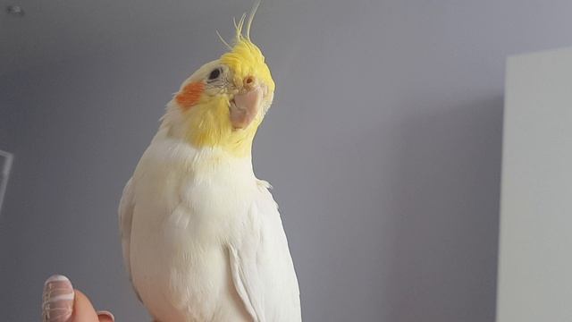 Видео урок для попугая коррела 