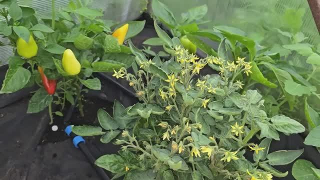 🔥 1 ТАБЛЕТКА — И ВАШИ ГРЯДКИ ВЗОРВУТСЯ УРОЖАЕМ! Огурцы, томаты, перцы растут как бешеные смотреть онлайн