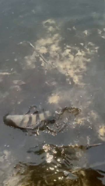 Зимний окунь, поймал отпусти #fishing #рыбалка #bassfishing #спи смотреть онлайн