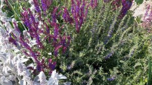 Шалфей дубравный Пышный Фиолетовый