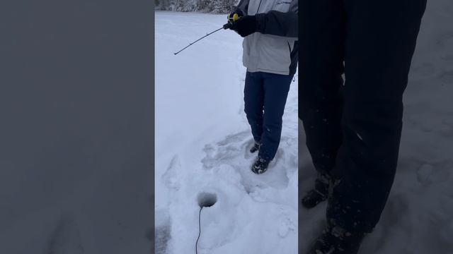 Лучший эхолот для зимней рыбалки! Сравнение ВСЕХ эхол? смотреть онлайн