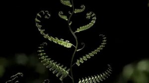 13-05-2025 Мощная целительная матрица Гаряева для всего организма.