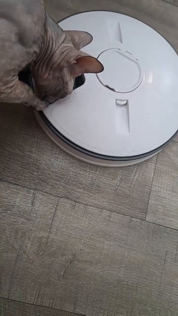 когда не ел 2 часа 😄 смотреть онлайн