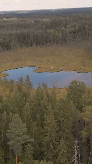 Нашли в лесу необычное озеро #природа