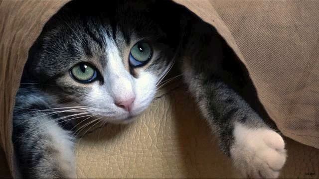 Вот это любовь! Прикольное видео. Мурашки по коже! смотреть онлайн