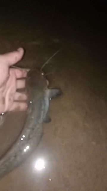 Сомик в реке Вятка вяткасомик рыбалкаскомфортом ?