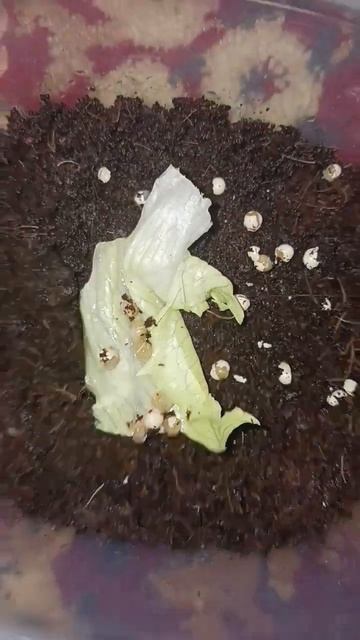 улитки 2ой день после вылупа смотреть онлайн