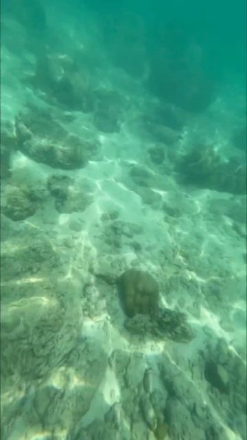 Съёмки под водой в Индийском океане 🤿 #коралл #индийс?