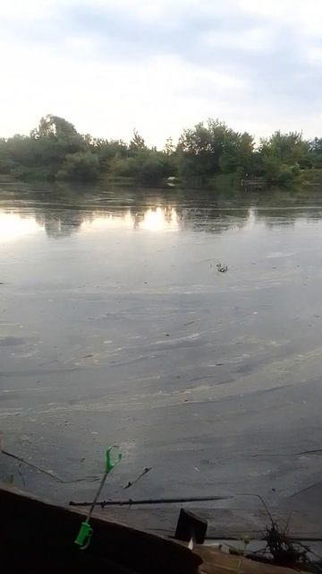 Ока зацвела)) #рыбалка #фидер #ока #река #утро #shorts #fishing смотреть онлайн