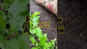Накрываю землю защита от сорняков  за тебя копают черв