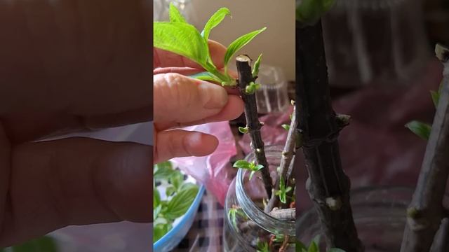 Открываем сезон по укоренению в воде побегов метельча смотреть онлайн