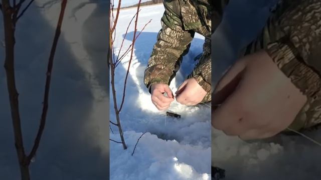 Новогодний трофей 2024 #рыбалка #селигер #щука смотреть онлайн