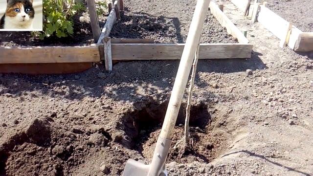 Как посадить саженец яблони весной с открытой корневой системой смотреть онлайн