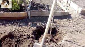 Как посадить саженец яблони весной с открытой корневой системой