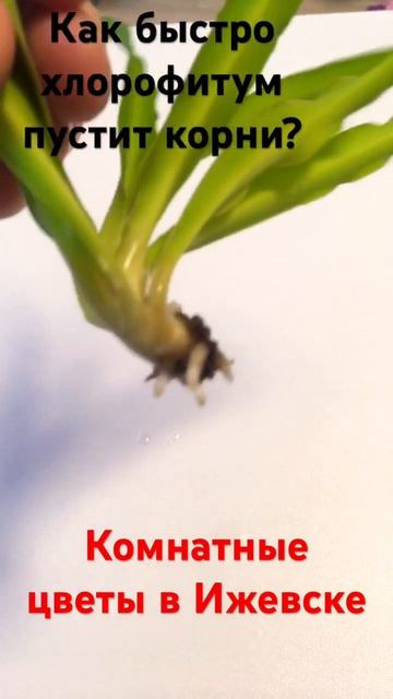 Как быстро хлорофитум даст корни?#хлорофитум #Комнатн? смотреть онлайн