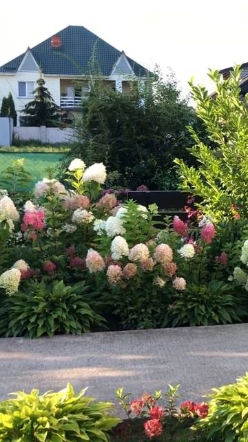PINK & ROSE #гортензія #hydrangea #шортс #flower #hortensia #garden #гортензи смотреть онлайн