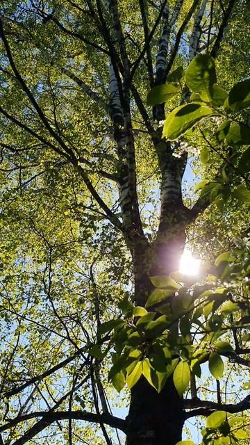 Большая берёза. 30 апреля 2024. смотреть онлайн