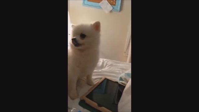 СОБАКИ - НАШИ ЛУЧШИЕ ДРУЗЬЯ! ЗАБАВНЫЕ ПРИКОЛЫ С ЖИВОТНЫМИ 2015. ПРИКОЛЫ С СОБАКАМИ 2015 смотреть онлайн