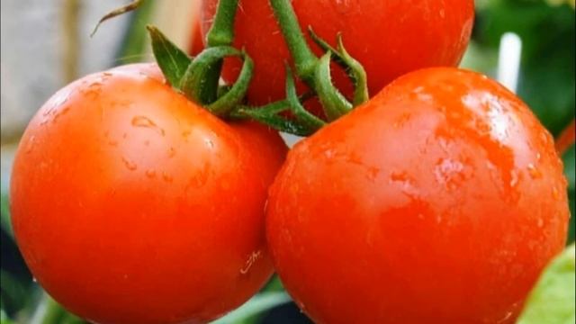 ТОМАТ СИБИРСКИЙ СКОРОСПЕЛЫЙ - ПОПУЛЯРНЫЙ ДОЛГОЖИТЕЛЬ