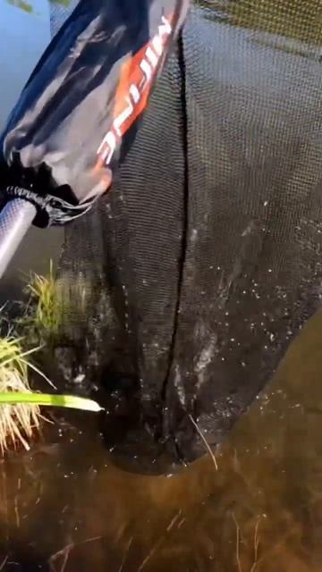 Дикий Карп ,паровозит от души смотреть онлайн