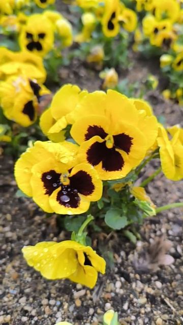 Анютины глазки😍#весна #цветы #парк #красота #природа смотреть онлайн