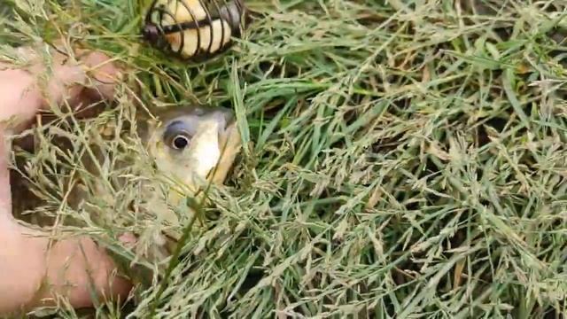 ЛОВЛЯЯ КРУПНОГО КАРАСЯ НА ДОНКИ / ЖОР КАРАСЯ В ТРАВЕ. Т?