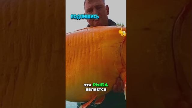 Гигантская золотая рыбка Удивительная находка Энди Х смотреть онлайн