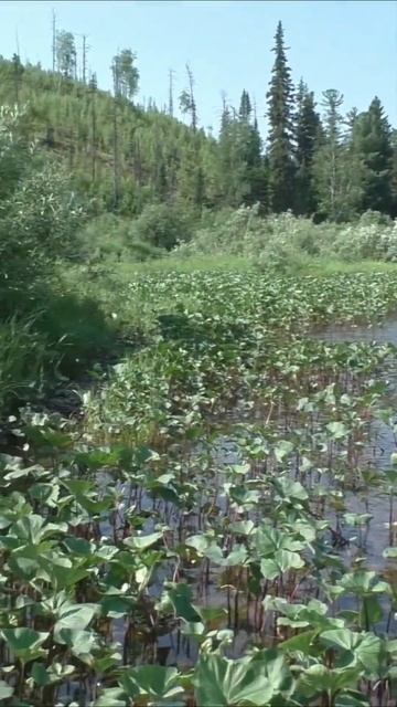 1370 Белокопытник от Опухолей и Мозолей #иииразум #тайга смотреть онлайн