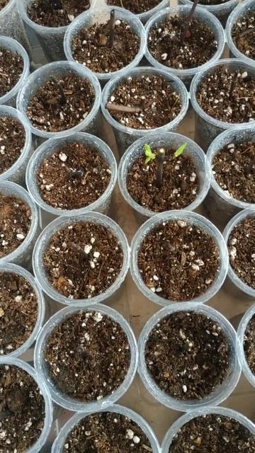 Одревесневшие черенки гортензий - промежуточный этап. смотреть онлайн