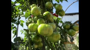 Томатный Гном Полосатый Джереми. №874. Обзор сорта и дегустация.