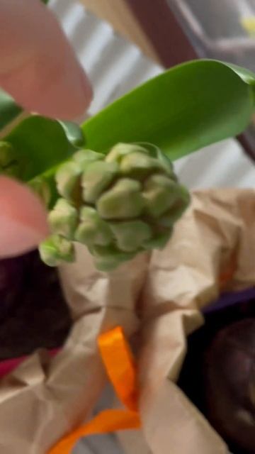 Гиацинты ЧАСТЬ 1 Покажу когда зацветут смотреть онлайн