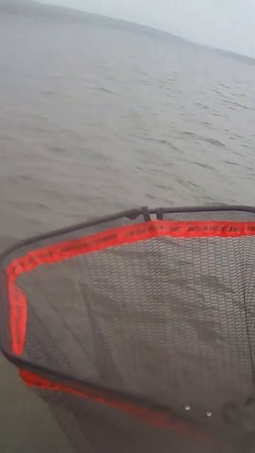 По больше 2х будет. Pal 2023 #fishing #pal #shorts смотреть онлайн