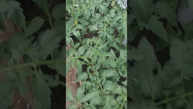 24 июня 2023 год теплица ( развитие баклажаны,перцы, помид смотреть онлайн