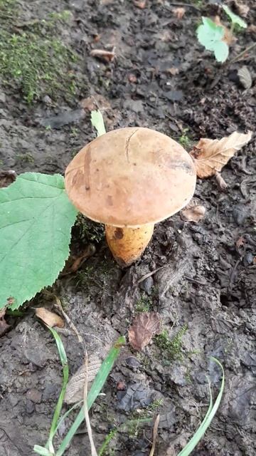 Красивый 🍄 Гриб #грибы смотреть онлайн