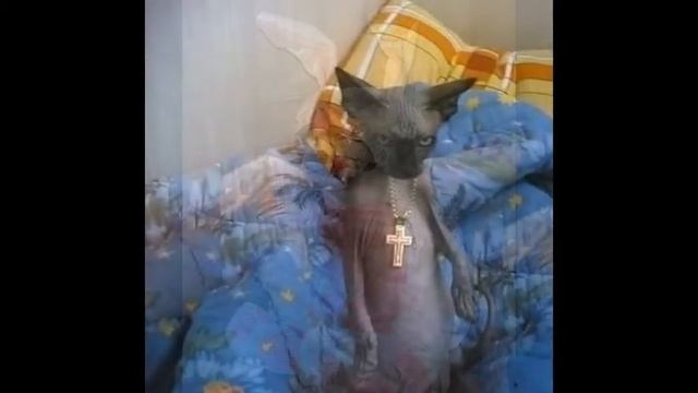 Хозяин! Ты совсем больной?! смотреть онлайн