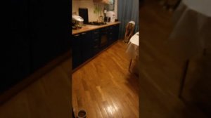 Прикольный, дрессированный,учёный кот