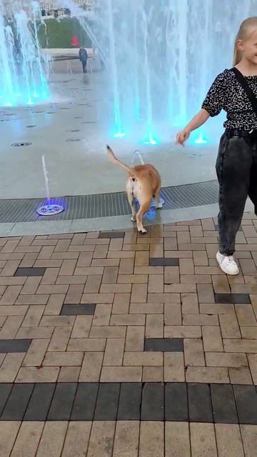 Собака ест фонтан 😂#shorts #собака #собаки #милоевидео #м? смотреть онлайн