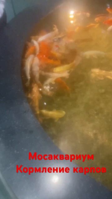 #москва #мосаквариум #здоровье #жизнь #кормление #карп #