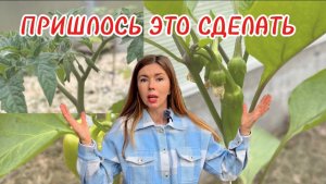 Высадила рассаду в холода. Как спасаю растения