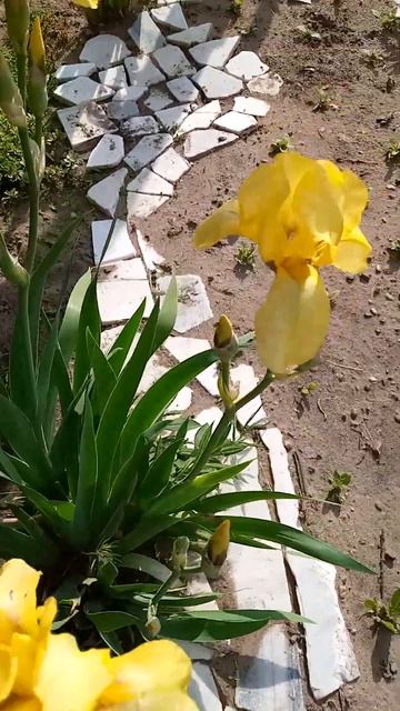 Интересные желтые ирисы