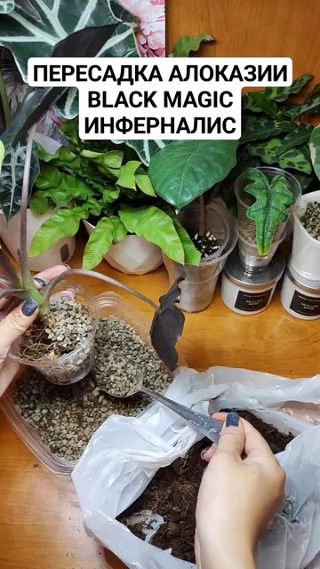 #ПЕРЕСАДКА #АЛОКАЗИЯ #ИНФЕРНАЛИС #BLACKMAGIC #растения смотреть онлайн
