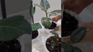 полив фикусов #биогумус #plants #irrigation #фикусы