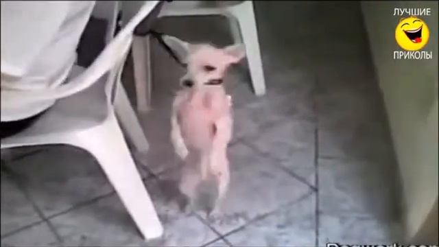 козел зажегает новый прикол смотреть онлайн