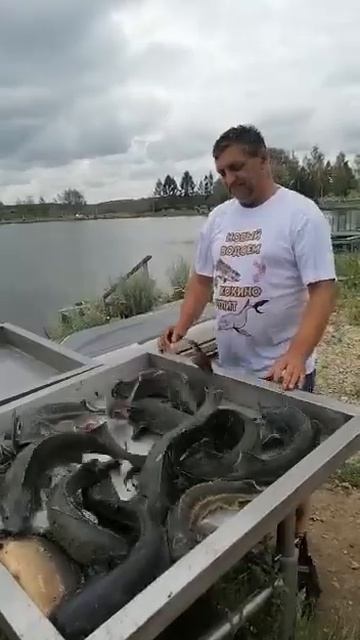 новый водоем вип. Сергей водолазович по осетру смотреть онлайн