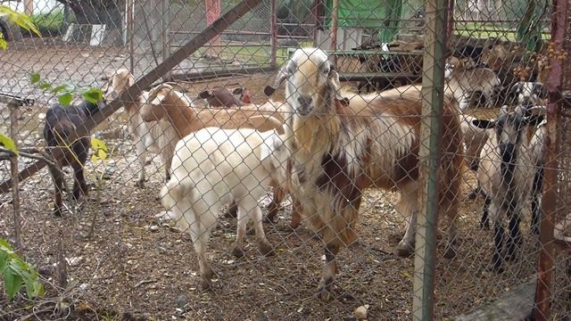 это бараны, которые козы) смотреть онлайн