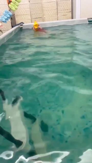 Уже научились плавать на спине 🏊♀️ #бассейн #море #? смотреть онлайн