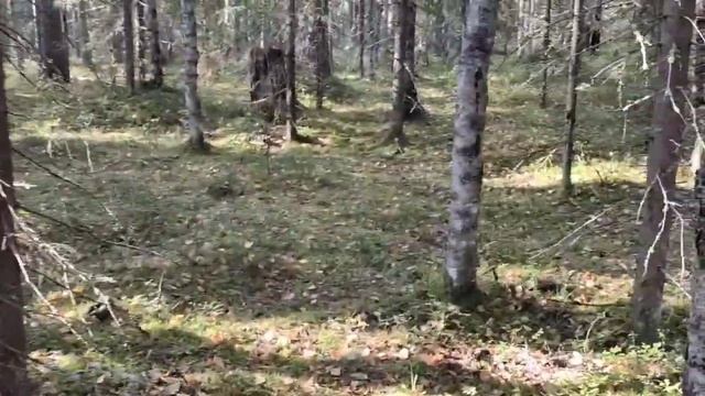 Грибы Карелии 16.09.24.Гуляем в лесу. Неожиданная встреча.