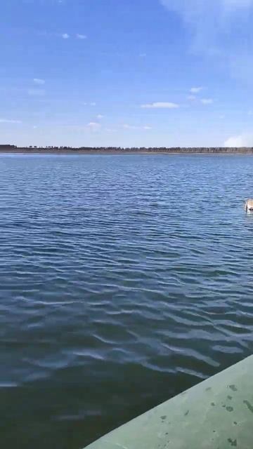 весенняя охота на утку в Тюмени. #дичь #утка #утки #лес ##